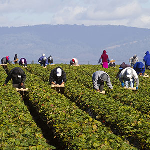 No free pass to sexually harass undocumented workers!